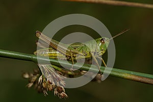 Closeup on the Common European Meadown grasshopper, Pseudochorthippus parallelus photo