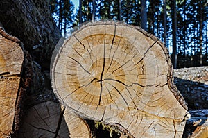 Detailed closeup of a cross section of a log with cracks and rings