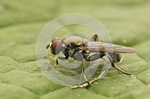 Closeup on a Dark-shinned Leaf Licker, Xylota abiens sitting on a leaf