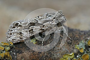 Closeup on an Early Grey owlet moth, Xylocampa areola