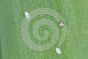 Detailed closeup of egg, eggs of the small Leek moth, Acrolepiopsis assectella sitting on leaves, onion chives