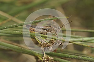 Detailed closeup on the European common field grasshopper, Chorthippus brunneus photo