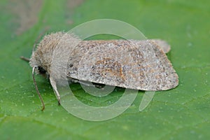 Detailed closeup on the European light brown colored small quaker owlet moth, Orthosia cruda, sitting on a green leaf