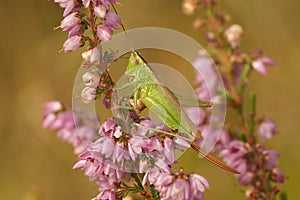 Closeup on the European long winged cone-head bush cricket, Conocephalus fuscus sitting in Heather