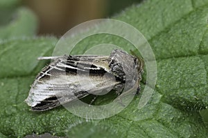 Closeup on European Swallow Prominent moth, Pheosia tremula photo