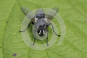 Detailed closeup on a European Tachinid fly, Phorocera obscura sitting on a green leaf