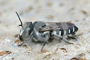 Detailed closeup on a female Apical  leafcutter bee, Megachile apicalis