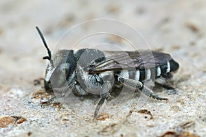 Detailed closeup on a female Apical  leafcutter bee, Megachile apicalis photo