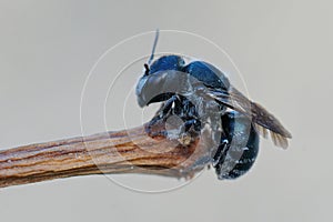 Detailed closeup of a female blue mason bee , Osmia caerulescens