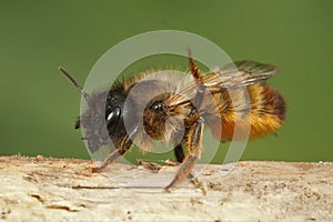 Detailed closeup on a female European red mason bee, Osmia rufa sitting on a twig