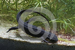 Closeup on a female Japanese fire-bellied newt, Cynops pyrrhogaster, in an aquarium