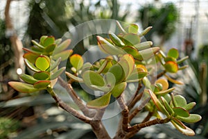 Detailed closeup of a flowering succulent plant in a greenhouse