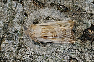 Detailed closeup on a fresh emerged shoulder-striped wainscot moth, Leucania comma on a piece of wood