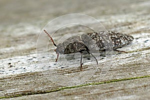 Detailed closeup on the grey mottle cliking beetle , Agrypnus murina , sitting on wood