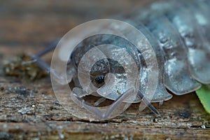 Detailed closeup on the head of a common shiny woodlouse, Oniscusasellus