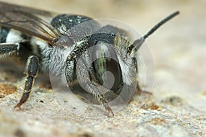 Detailed closeup on the head of a female Apical  leafcutter bee, Megachile apicalis