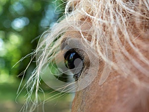 Detailed closeup of a horse eye