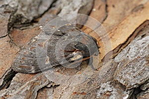 Detailed closeup on an Iron prominent moth, Notodonta dromedarius, sitting on wood