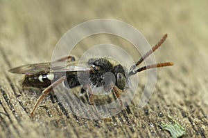 Closeup on a male Large Bear-clawed Nomad Bee, Nomada alboguttata photo