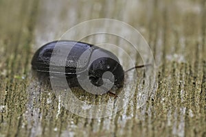 Closeup on a Nalassus laevioctostriatus beetle (Tenebrionidae) , an inhabitant of established deciduous woodland