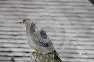 Closeup on the North-American Band-tailed pigeon, Patagioenas fasciata sitting on top of a pole in Oregon photo