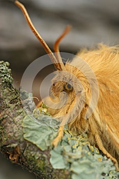 Detailed closeup on the Oak Eggar moth, Lasiocampa quercus