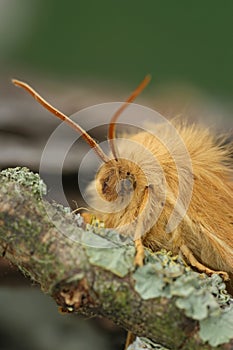 Detailed closeup on the Oak Eggar moth, Lasiocampa quernus