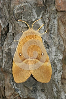 Detailed closeup on the Oak Eggar moth, Lasiocampa quernus