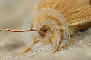 Detailed closeup on the Oak Eggar moth, Lasiocampa quernus