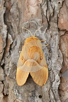 Detailed closeup on the Oak Eggar moth, Lasiocampa quernus