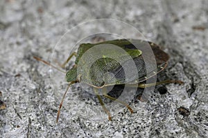 Closeup on an overwintering Green shieldbug, Palomena prasina sitting on wood photo