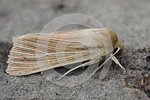 Detailed closeup of the pale brown colored common wainscot moth, Mythimna pallens on a piece of wood