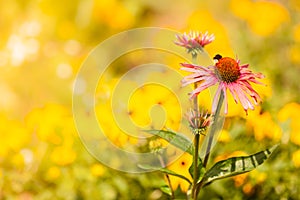 Detailed closeup of pink daisy flower