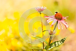 Detailed closeup of pink daisy flower