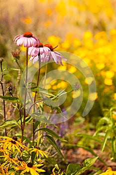 Detailed closeup of pink daisy flower