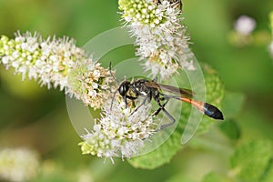 Closeup on the red-banded sand wasp, Ammophila sabulosa on a white mint flower