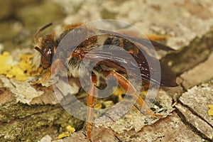 Closeup on the rare Spotted red-resin solitary bee, Rhodanthidium sticticum photo