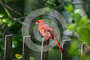 Detailed closeup of a red male Cardinal bird perched on a picket fence in the sunlight