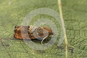 Detailed closeup on the the rusty oak tortricid moth, Cydia amplana , sitting on a green leaf photo