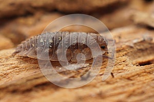 Detailed closeup on the secretive living common shiny woodlouse,Oniscus asellus