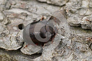 Detailed closeup on the shiny Bronze leaf beetle, Chrysolina bankii on wood
