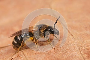 Detailed closeup shot of a female White-zoned furrow bee, Lasioglossum leucozonium