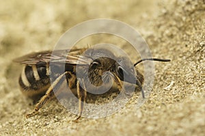 Detailed closeup shot of a female White-zoned furrow bee, Lasioglossum leucozonium, on a wood