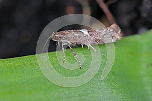 Detailed closeup on the small Leek moth, Acrolepiopsis assectella sitting on leaves, onion chives.