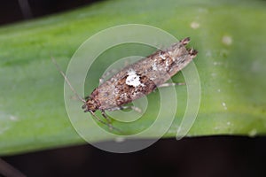 Detailed closeup on the small Leek moth, Acrolepiopsis assectella sitting on leaves, onion chives.