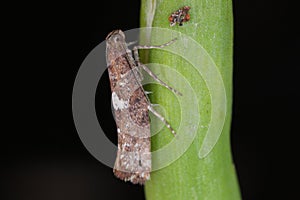 Detailed closeup on the small Leek moth, Acrolepiopsis assectella sitting on leaves, onion chives.