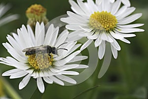 Detailed closeup on a small male Red-bellied minder mining bee, Andrena ventralis sitting on a white Common daisy flower