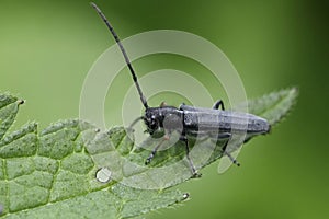 Closeup on a small plant parasite European Umbellifer longhorn beetle, Phytoecia cylindrica sitting on a green leaf photo