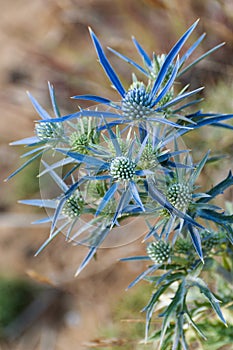 Detailed closeup of spiky Mediterranean sea holly plant