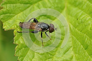 Detailed closeup on a Tooth-thighed hoverfly, Tropidia scita, sitting on a green leaf